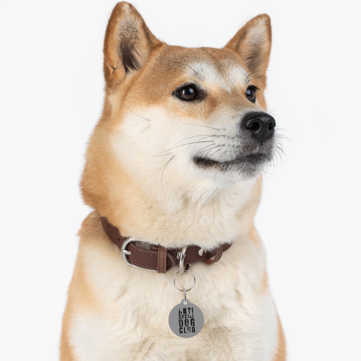 the anti social dog club : the favorite child tag