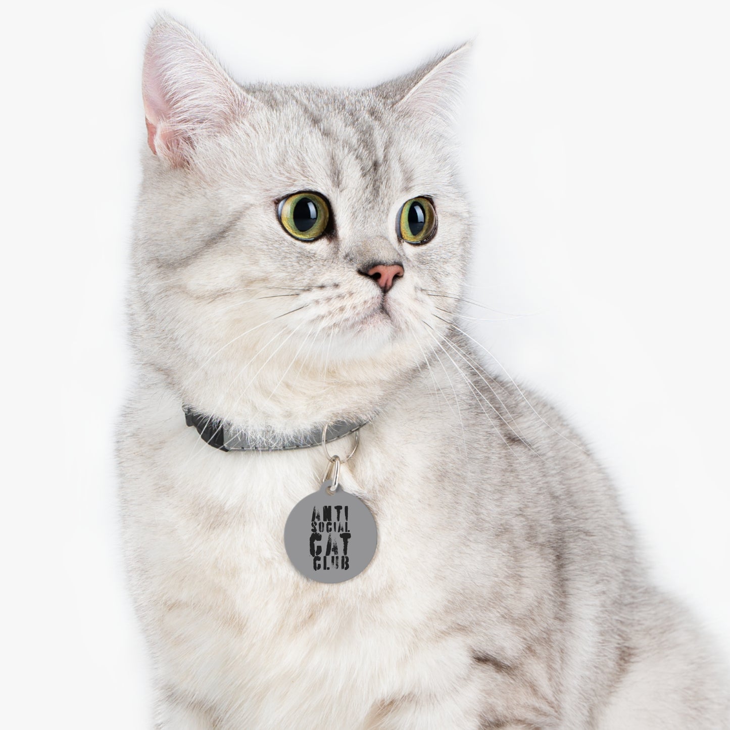 the anti social cat club : the favorite child tag